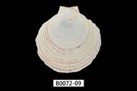 藏品(臺灣日月蛤)的圖片